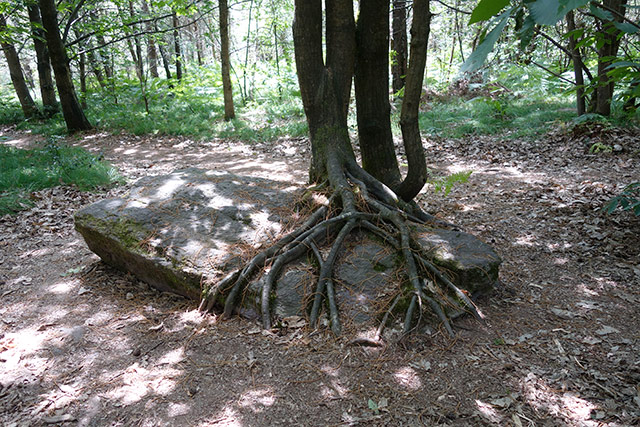 Les menhirs de Monteneuf. Menhir2.jpg