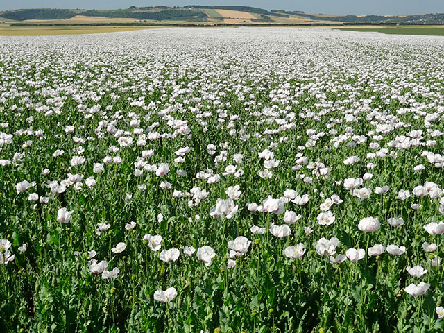 PapaverSomniferum1.jpg