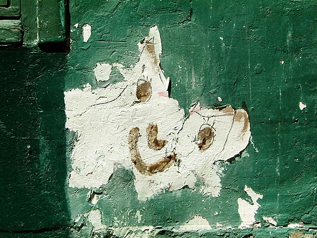 Chat écaille Chat écaille