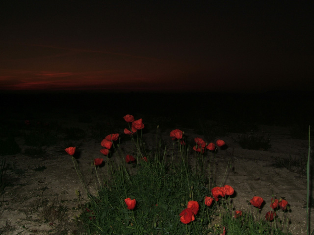 Coquelicot Coquelicot