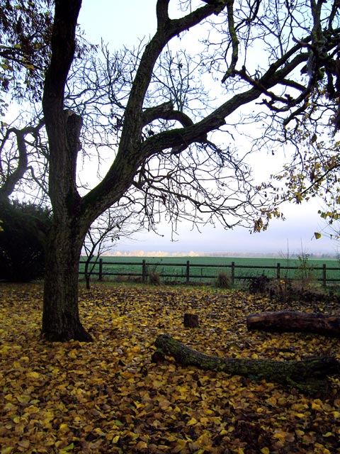 Feuilles d'automne Feuilles d'automne