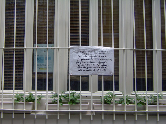 Géraniums Géraniums