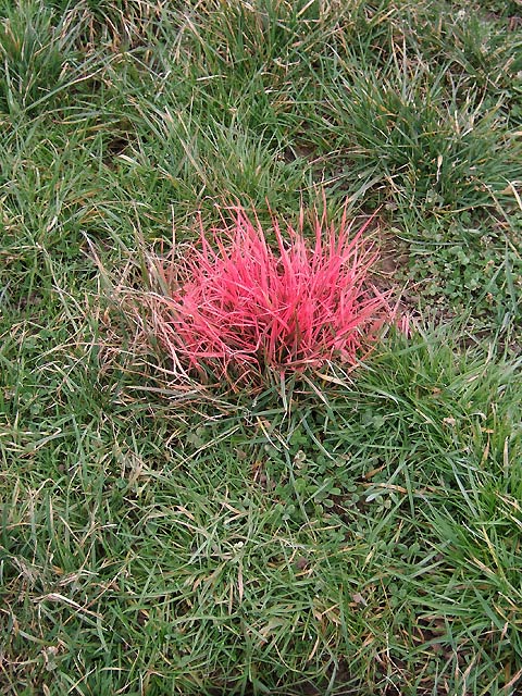 Herbe rouge Herbe rouge