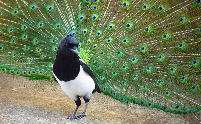 Pie parée plumes paon. piepaon.jpg