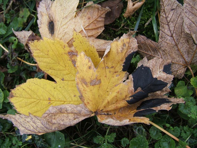 Feuille tachée Feuille tachée